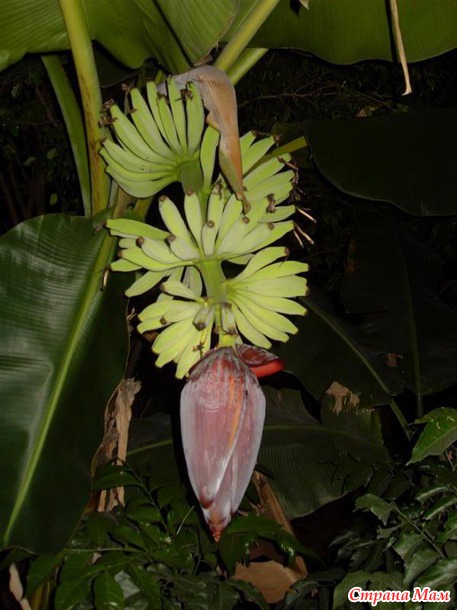 ��� ������ ������ )) ����� �� Nesana ))) �� � ���� ���� ���������