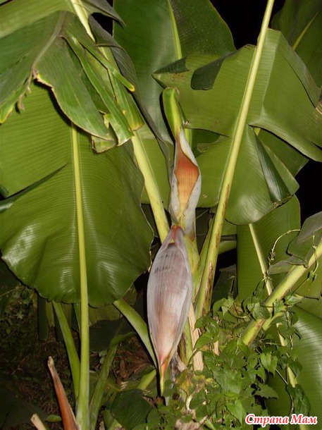 ��� ������ ������ )) ����� �� Nesana ))) �� � ���� ���� ���������