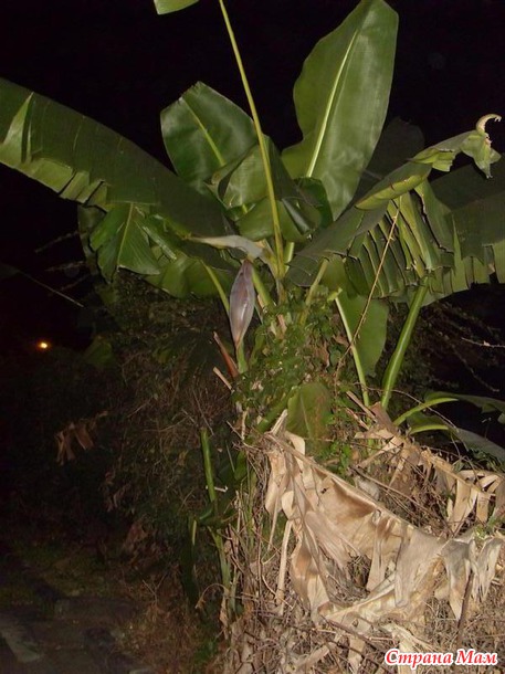 ��� ������ ������ )) ����� �� Nesana ))) �� � ���� ���� ���������