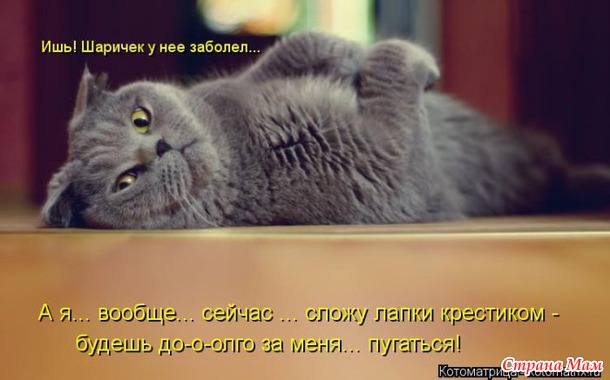 Сплошная котовасия