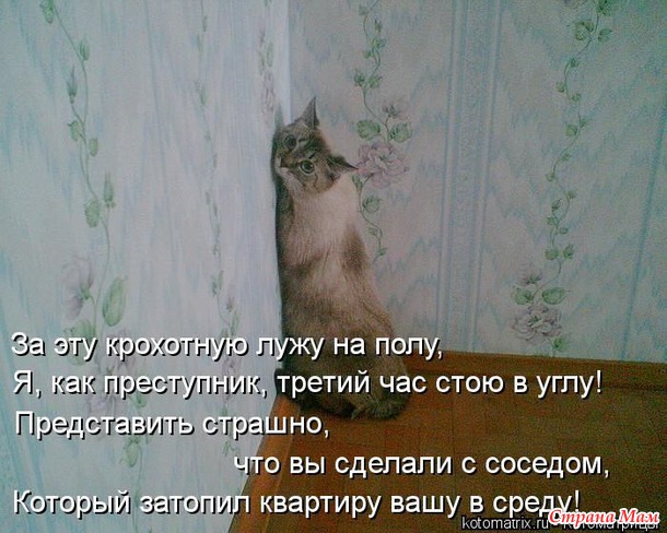 Сплошная котовасия