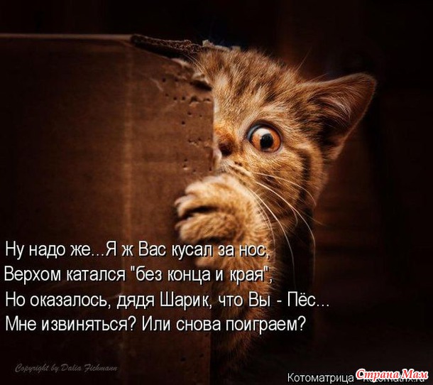 Сплошная котовасия