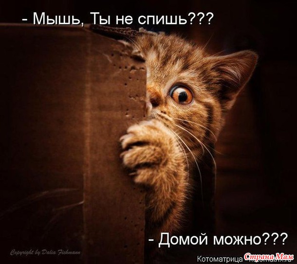 Сплошная котовасия