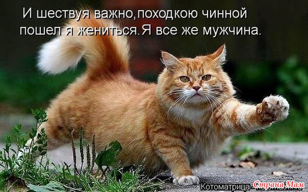 Сплошная котовасия