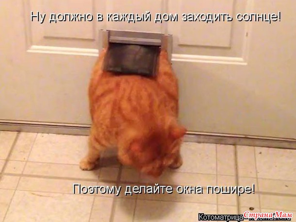 Сплошная котовасия