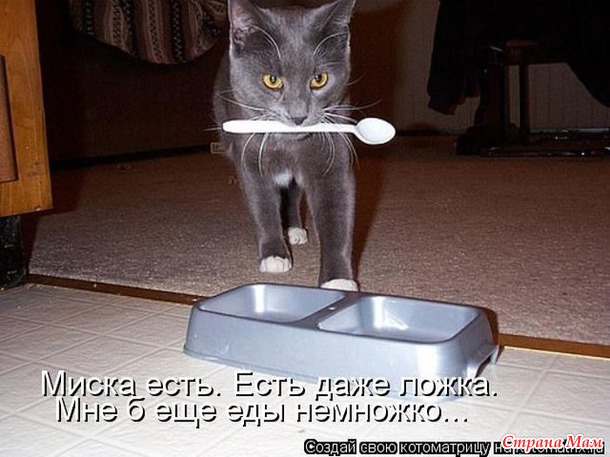 Сплошная котовасия
