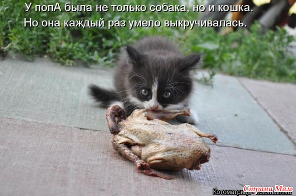 Сплошная котовасия