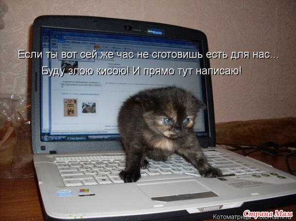Сплошная котовасия