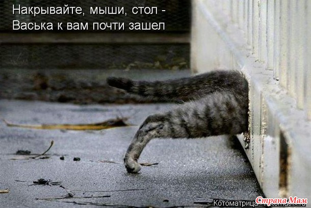 Сплошная котовасия