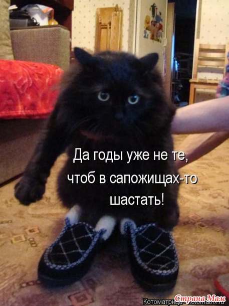 Сплошная котовасия
