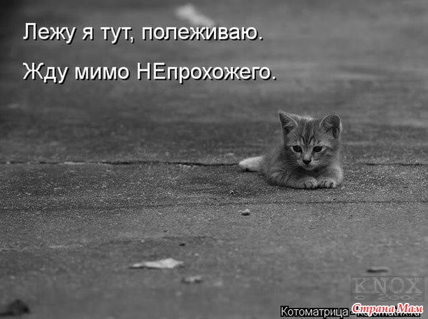 Сплошная котовасия