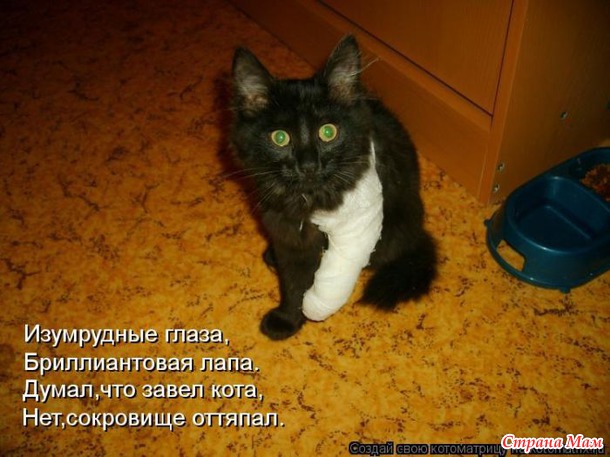 Сплошная котовасия