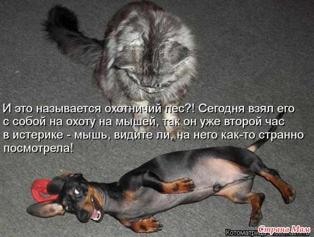Сплошная котовасия