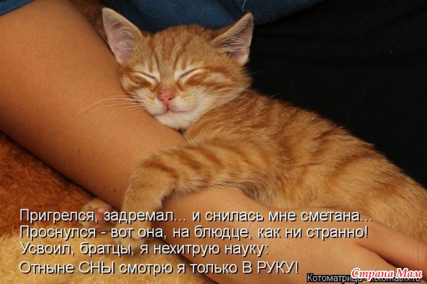 Сплошная котовасия