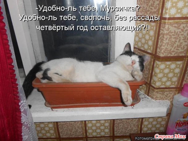 Сплошная котовасия