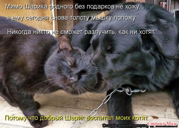 Сплошная котовасия
