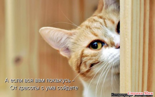 Сплошная котовасия