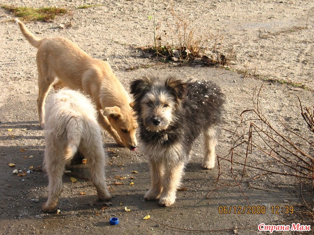 Декабрь 2008г