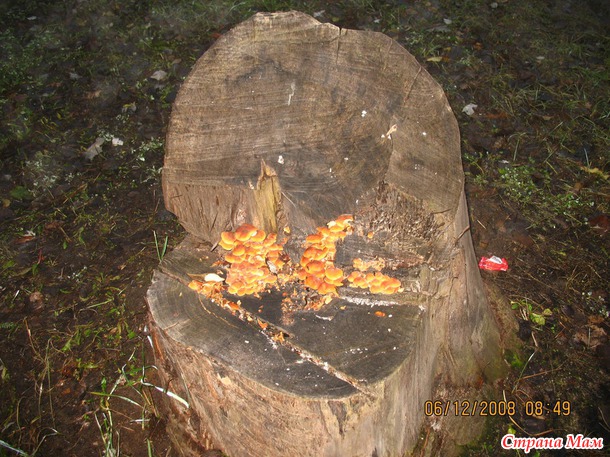 Декабрь 2008г