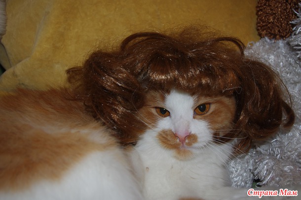 Коты прилетели