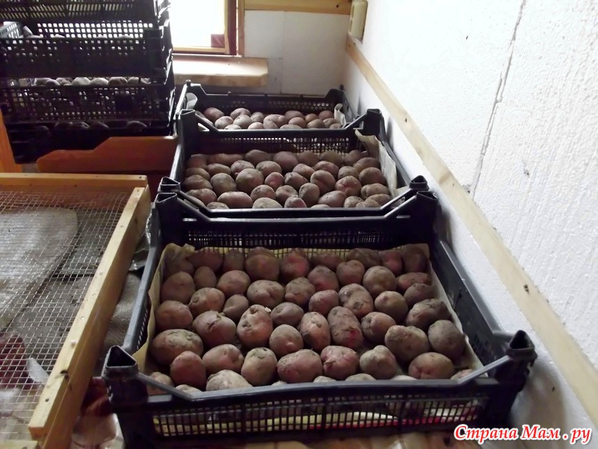 Когда доставать картошку на проращивание для посадки. Ящик для картошки. Семенной картофель в ящике. Ящик для проращивания картофеля. Картошка в ящике семенная.
