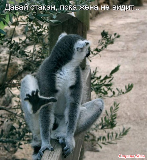 Если ваша кошка на вас залаяла, то вам поpа в отпуск.