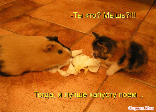 Если ваша кошка на вас залаяла, то вам поpа в отпуск.