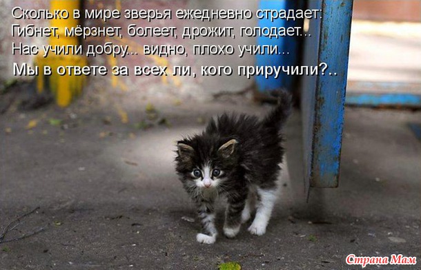 Если ваша кошка на вас залаяла, то вам поpа в отпуск.
