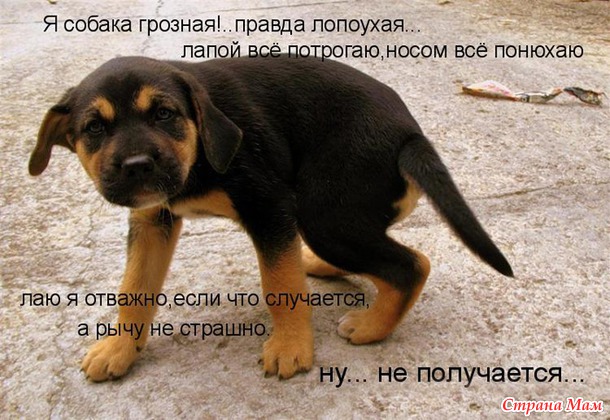 Если ваша кошка на вас залаяла, то вам поpа в отпуск.