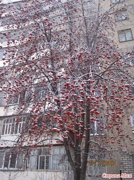 А у нас наступила зима(вчерашние фото)