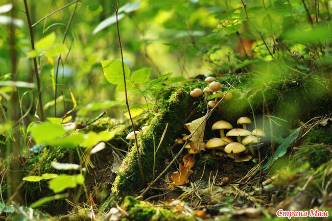 Im Wald