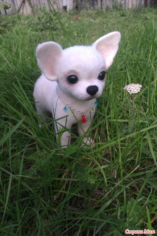 Кошка буся фото. Кошка буся. Белая кошка буся. Кошечка буся. Трёхцветные кошки приносят счастье приметы.