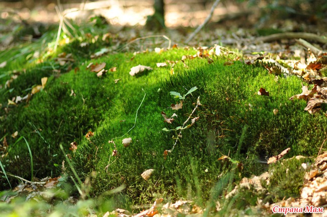 Im Wald