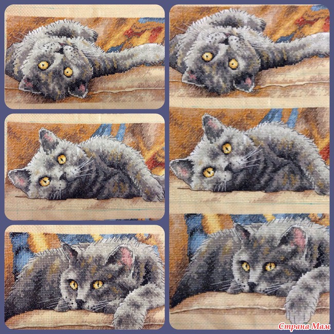 Хвастик_Кот МАКС Dimensions