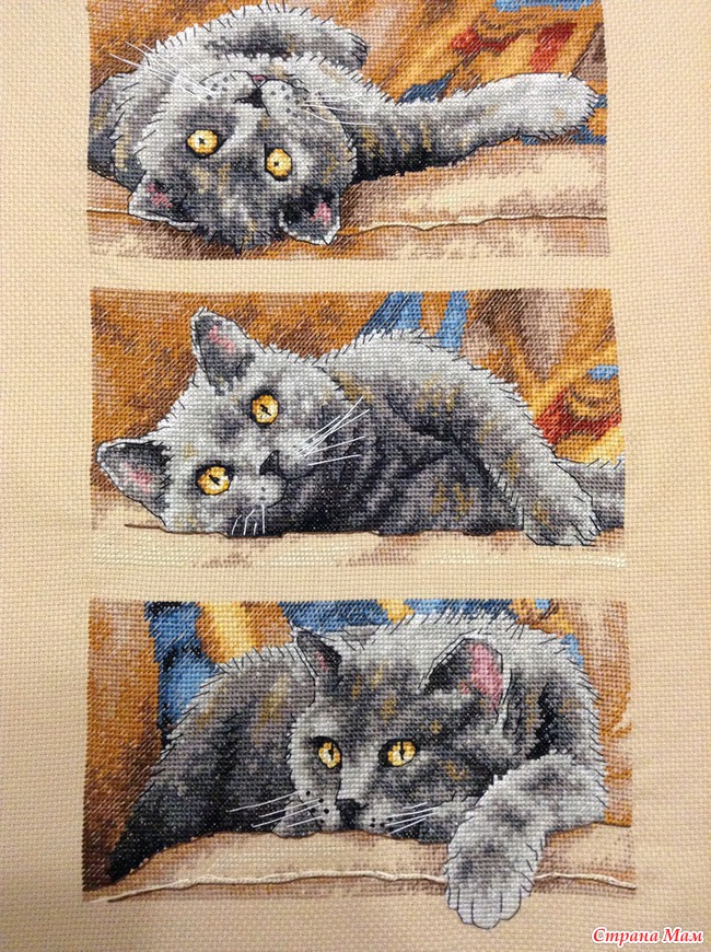 Хвастик_Кот МАКС Dimensions