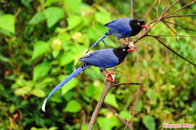 Толстоклювая лазоревая сорока (лат. Urocissa caerulea)