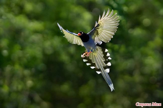    (. Urocissa caerulea)