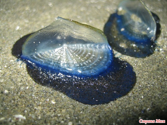 Velella velella