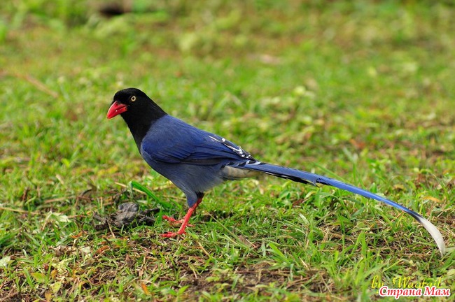 Толстоклювая лазоревая сорока (лат. Urocissa caerulea)