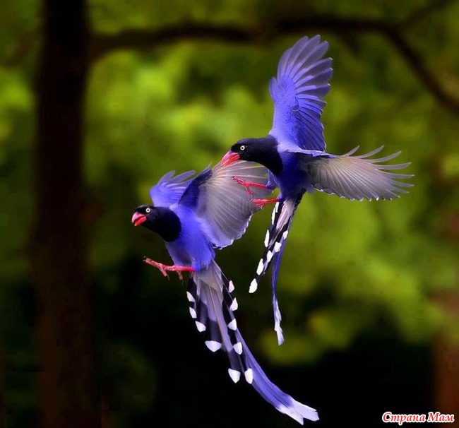 Толстоклювая лазоревая сорока (лат. Urocissa caerulea)