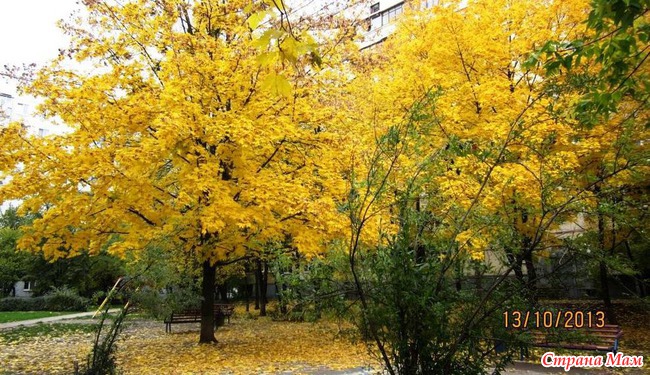 Золотая осень в Слобожанщине.