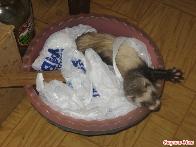 Знакомьтесь, моя Хитрюля. (много фото)