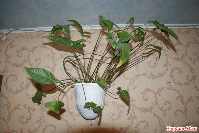 Мои комнатные любимцы