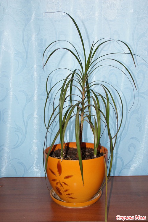 Мои комнатные любимцы