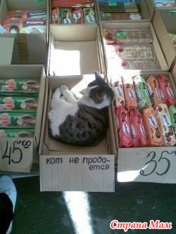 РжачЪ