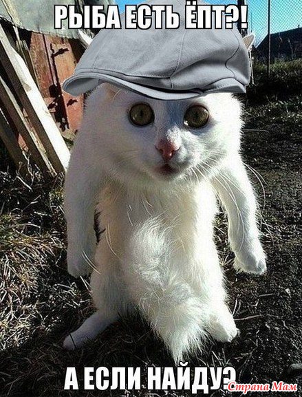 РжачЪ