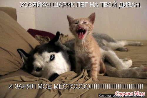 Что такое "красота"? Это дом, где три кота! Что такое "пустота"? Это дом, где нет кота...