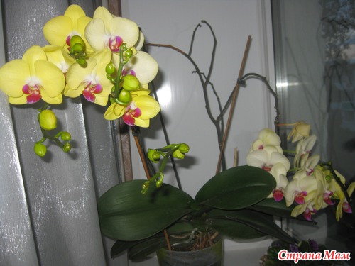 Подура на орхидее фото и описание