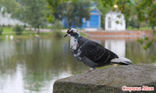 Один день осенней прогулки