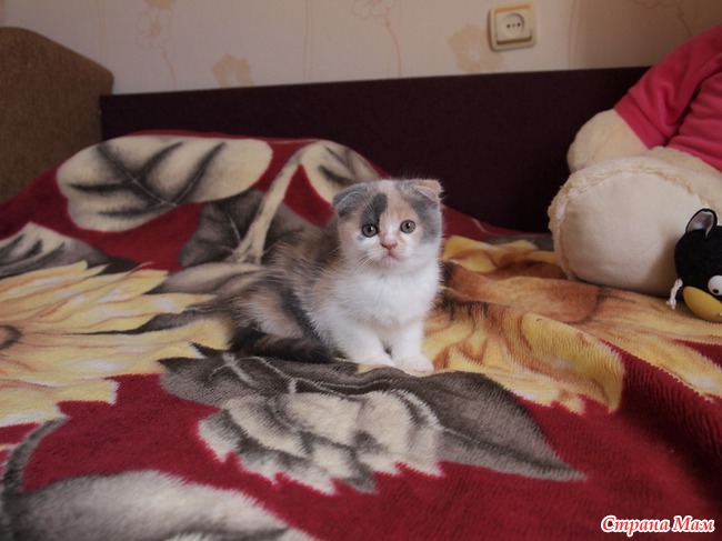 Дети нашего кота
